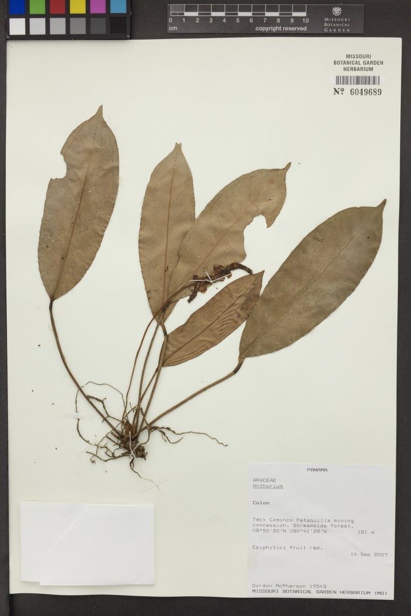 Anthurium muscidiradix