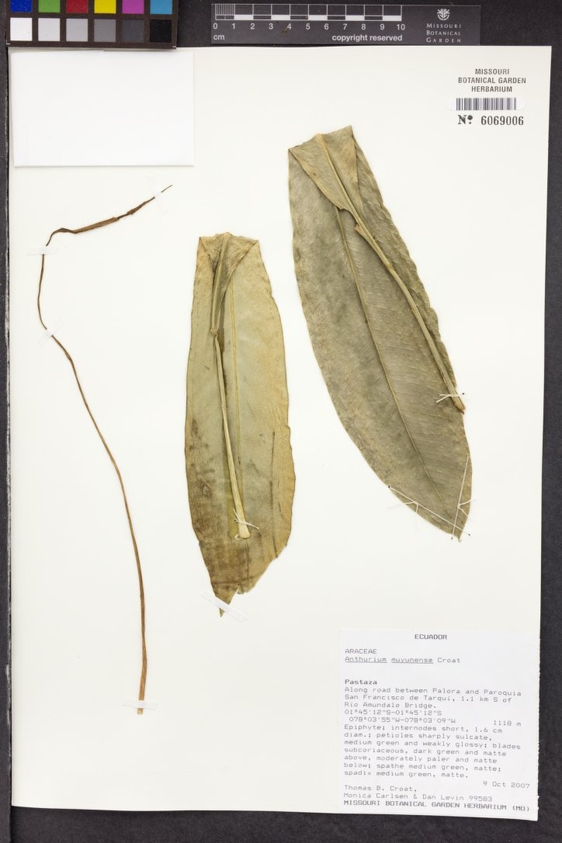 Anthurium muyunense