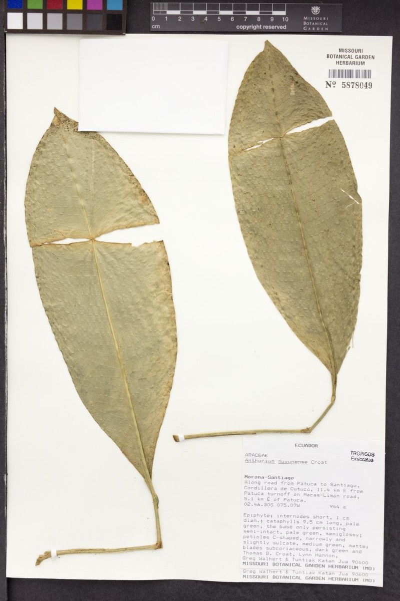 Anthurium muyunense photo 2