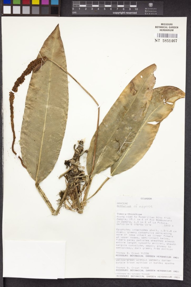 Anthurium muyunense photo 3