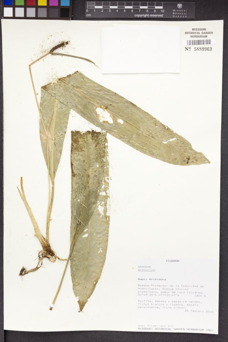 Anthurium muyunense photo 4