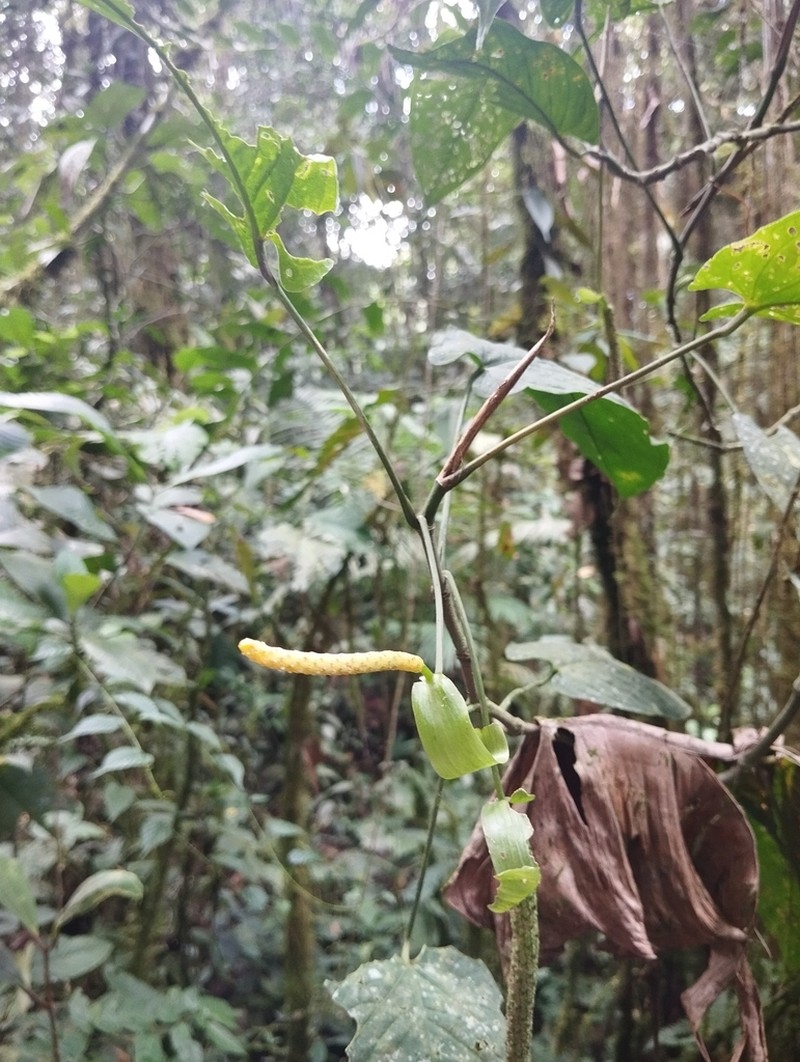 Anthurium myosuroides