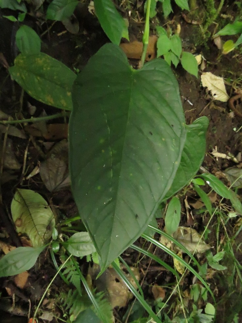 Anthurium myosuroides photo 2