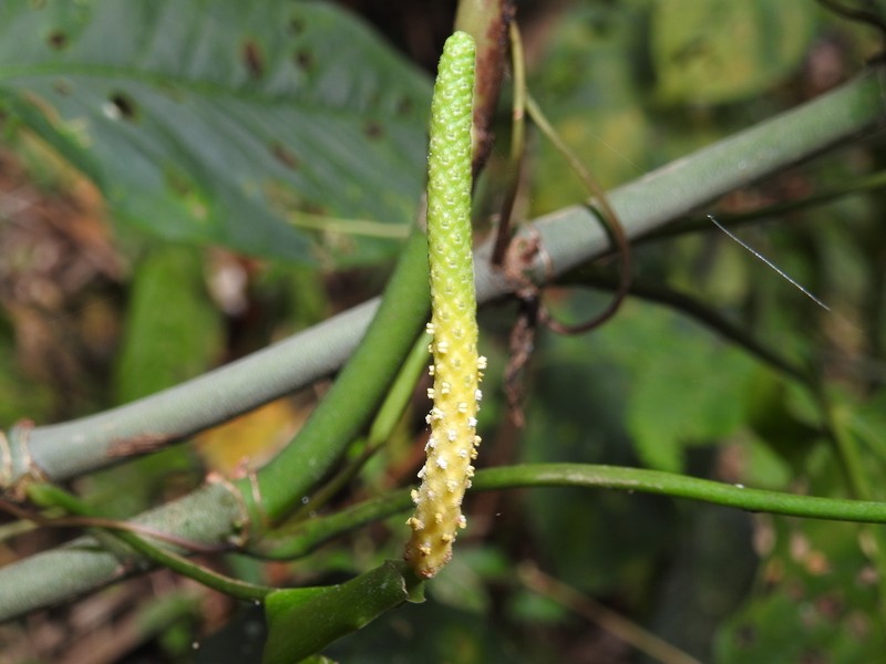 Anthurium myosuroides photo 3