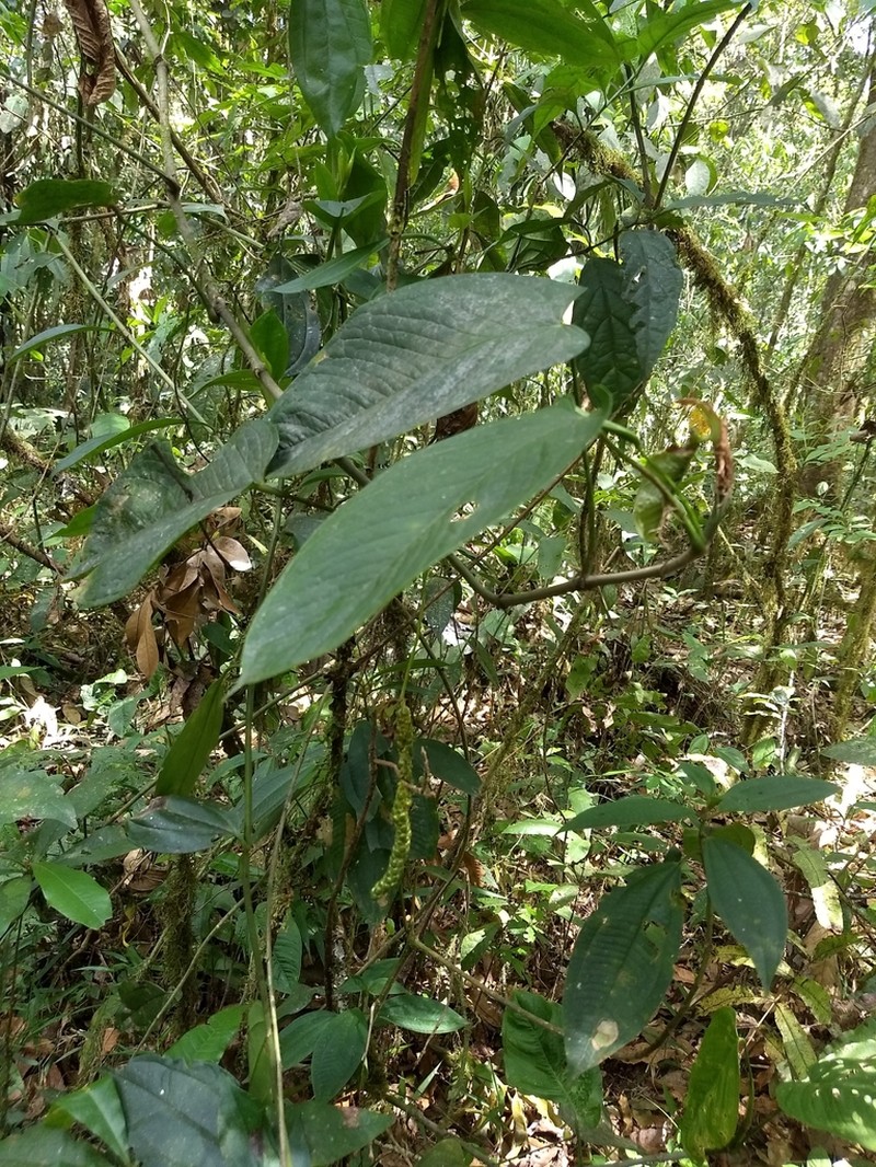 Anthurium myosuroides photo 5