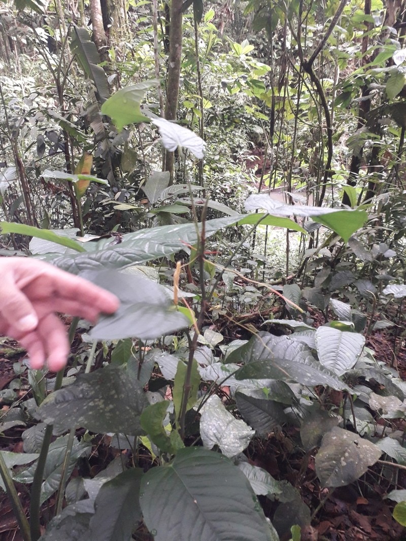 Anthurium myosuroides photo 6