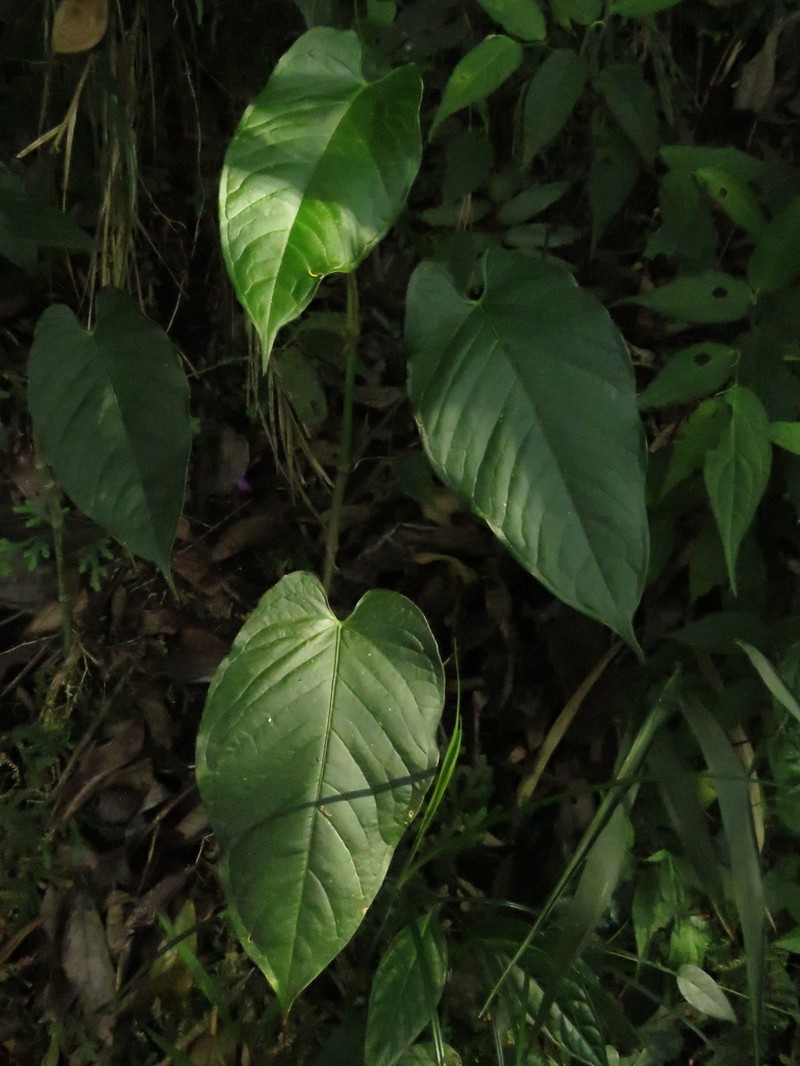 Anthurium myosuroides photo 7