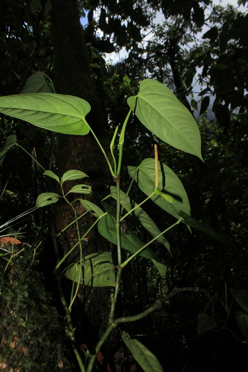 Anthurium myosuroides photo 8
