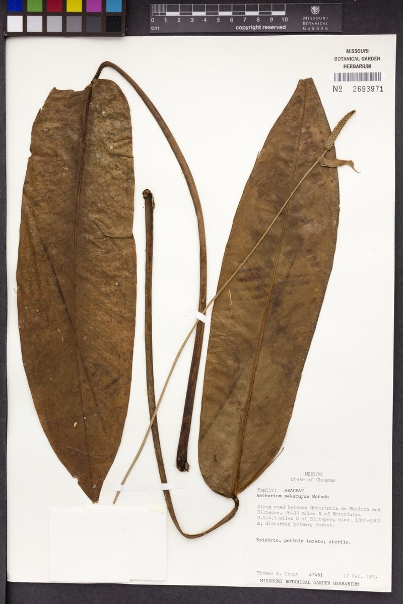 Anthurium nakamurae photo 4