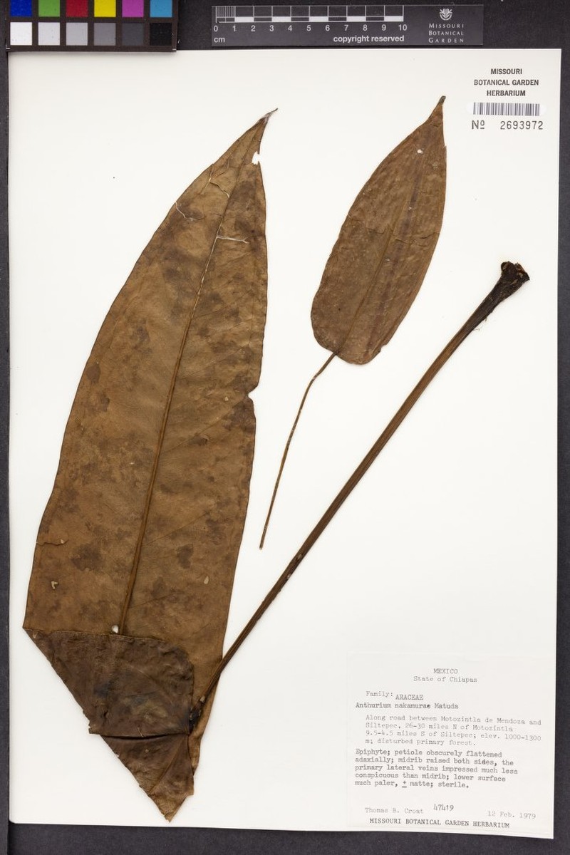 Anthurium nakamurae photo 5