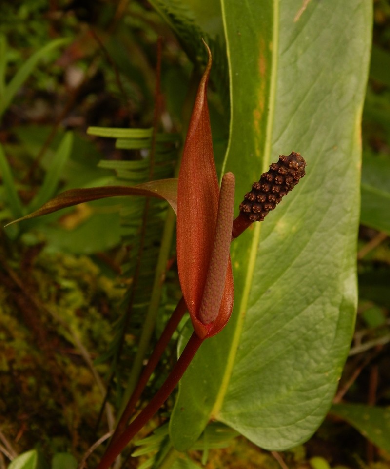 Anthurium nakamurae
