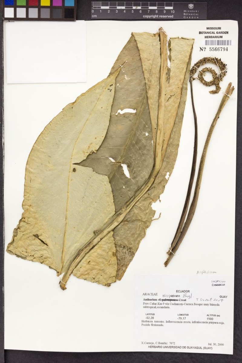 Anthurium napaeum