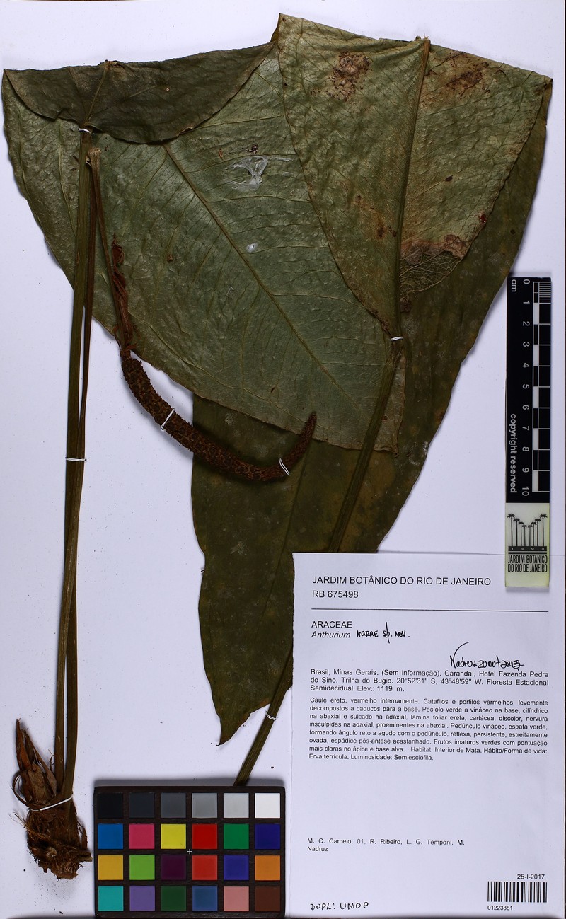 Anthurium narae