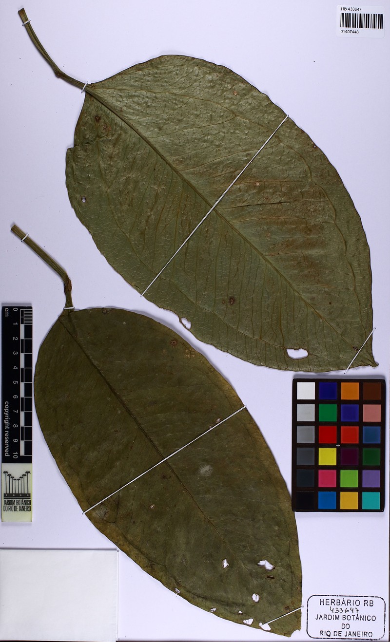 Anthurium narae photo 2