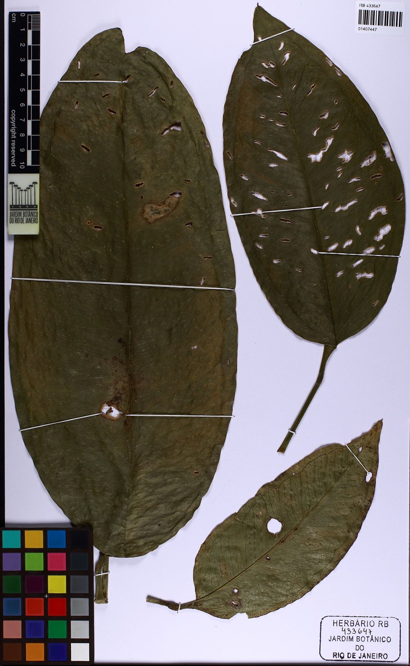 Anthurium narae photo 3