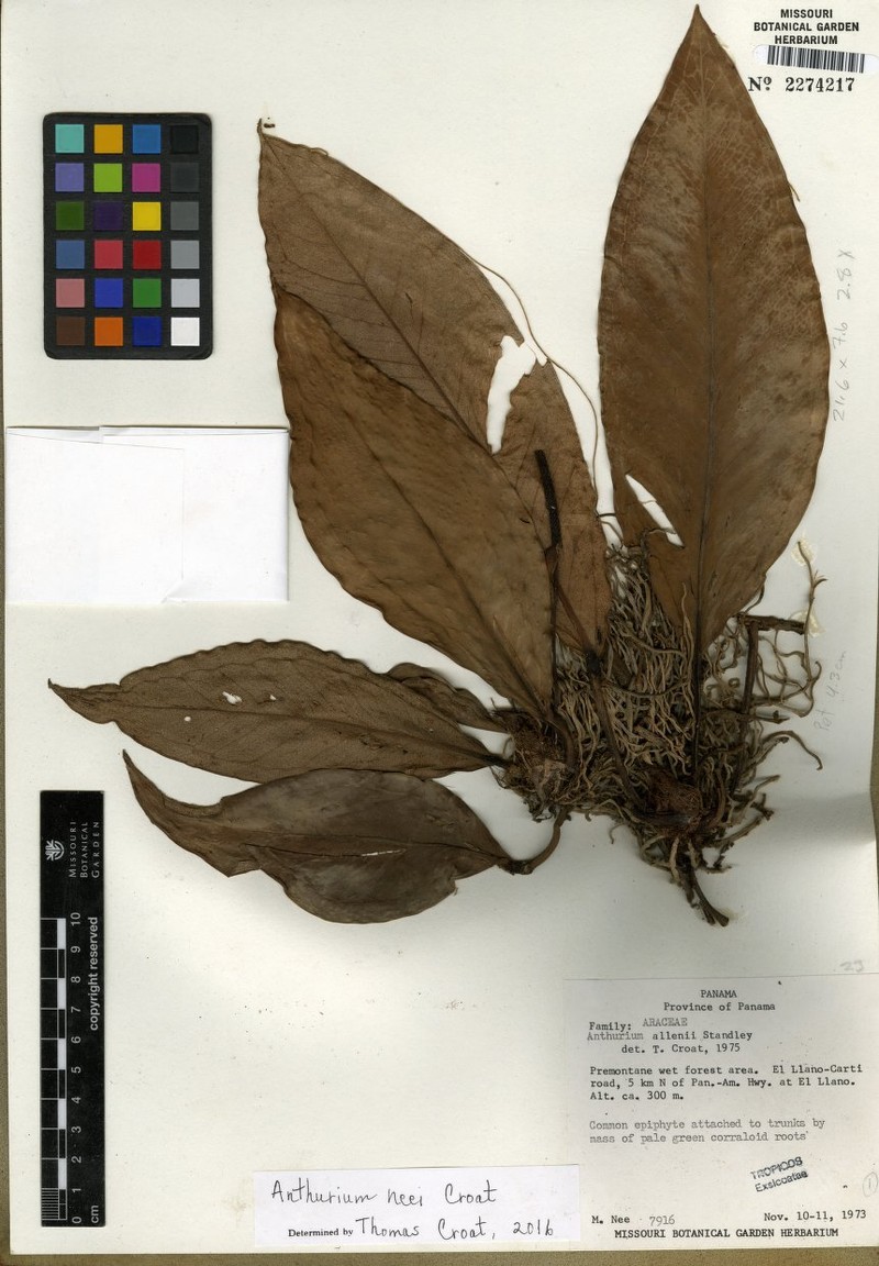 Anthurium neei