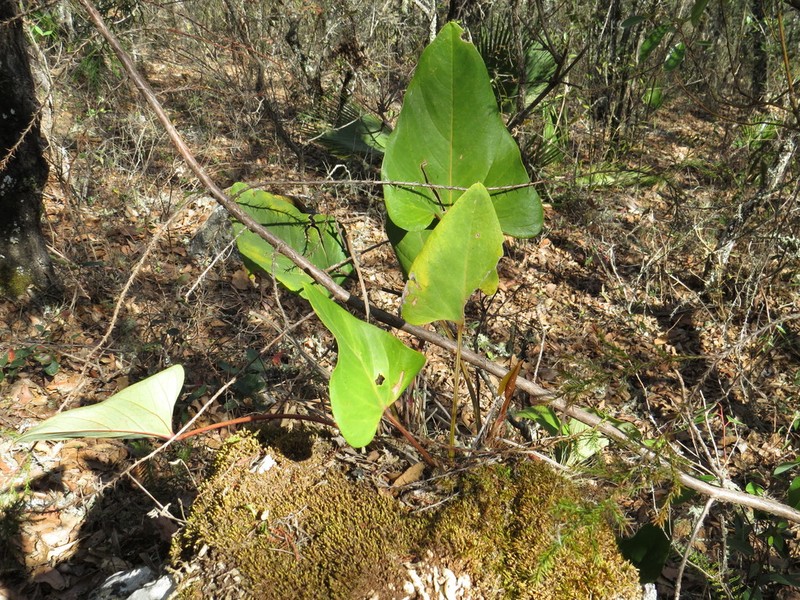 Anthurium nelsonii photo 2