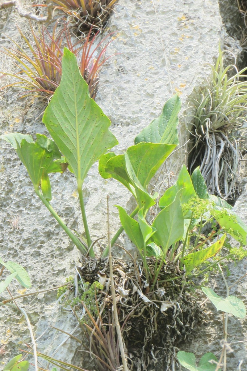 Anthurium nelsonii photo 4