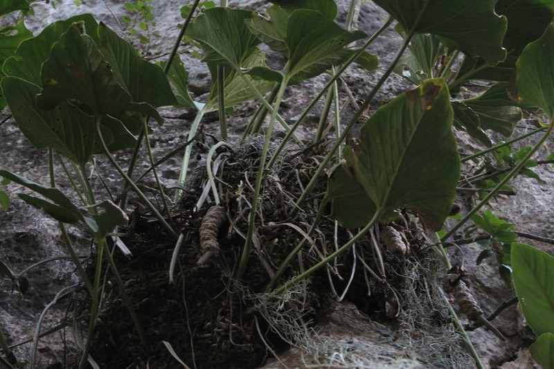 Anthurium nelsonii photo 6