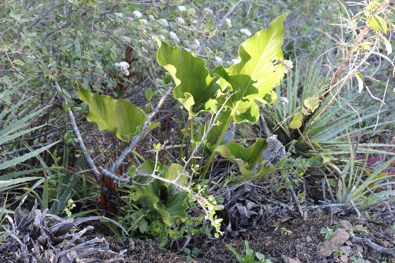 Anthurium nelsonii photo 8