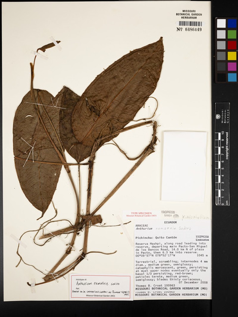 Anthurium nemorale