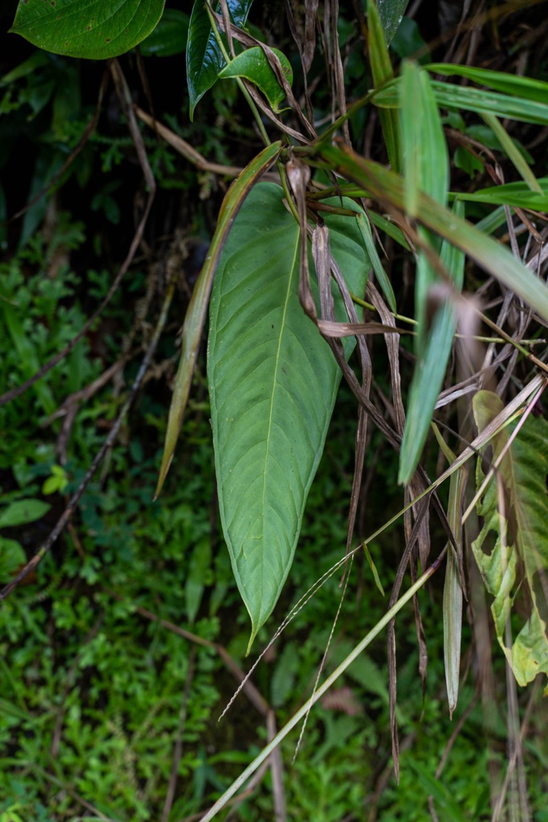 Anthurium nervatum photo 4