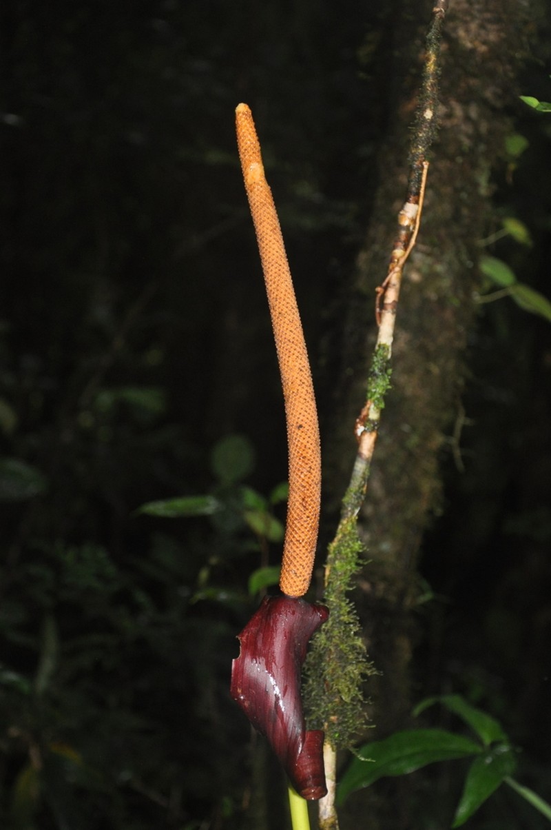 Anthurium nervatum photo 5