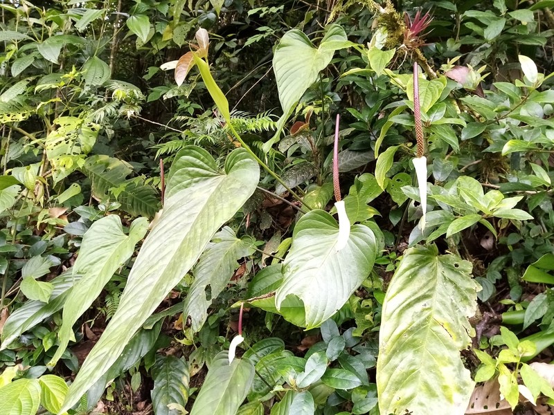 Anthurium nervatum photo 6