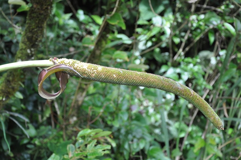 Anthurium nervatum photo 7