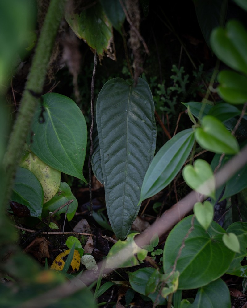 Anthurium nervatum photo 8