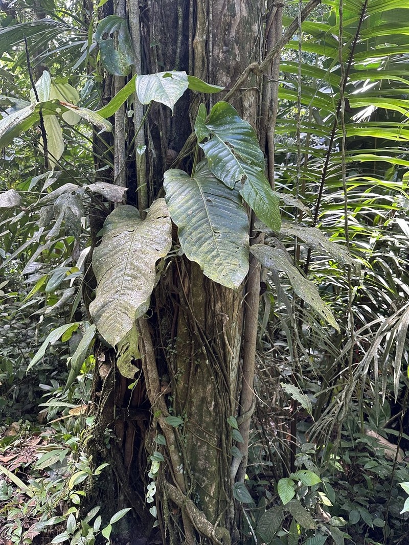 Anthurium nervatum