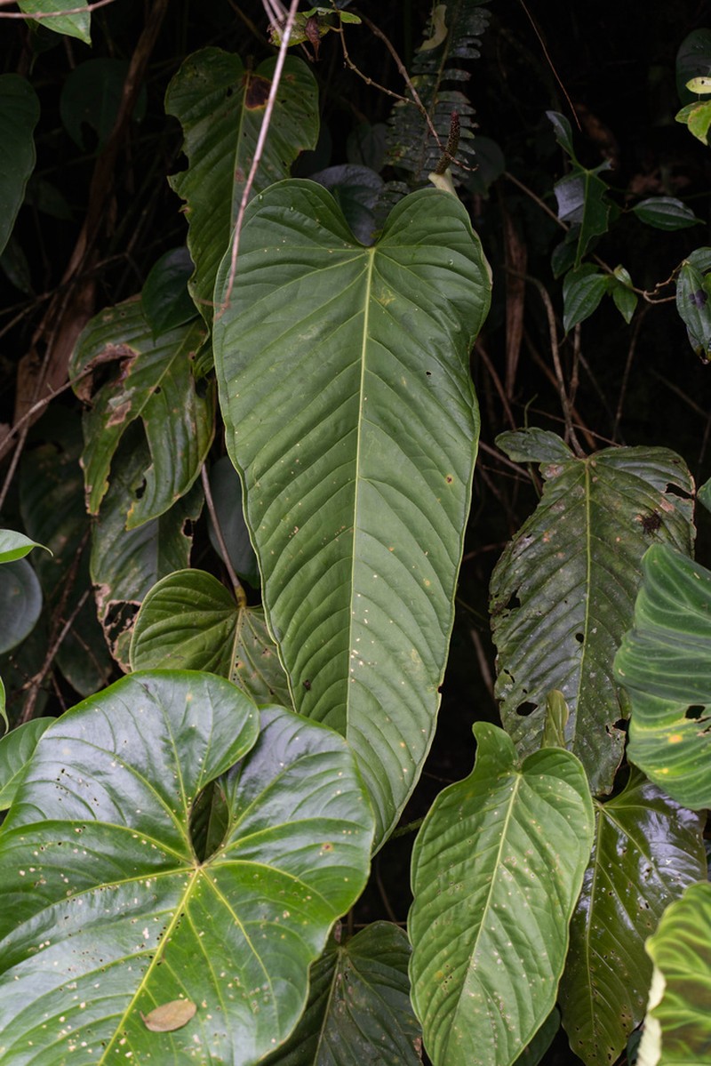 Anthurium nervatum photo 2