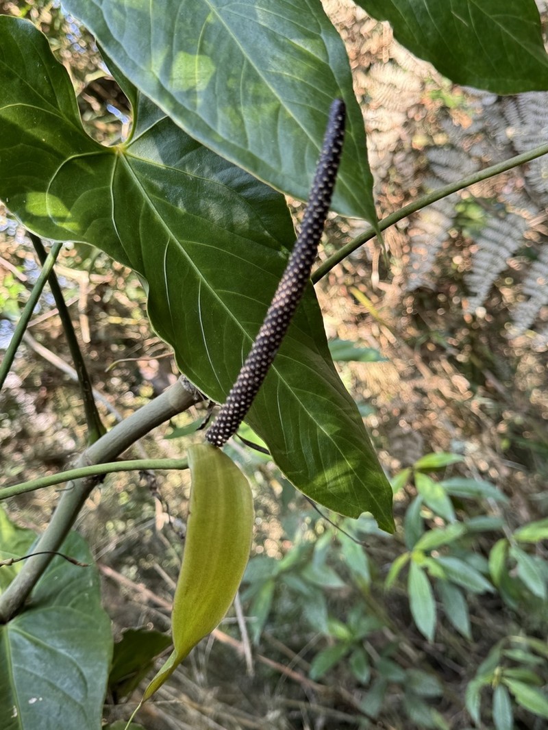 Anthurium nigrescens