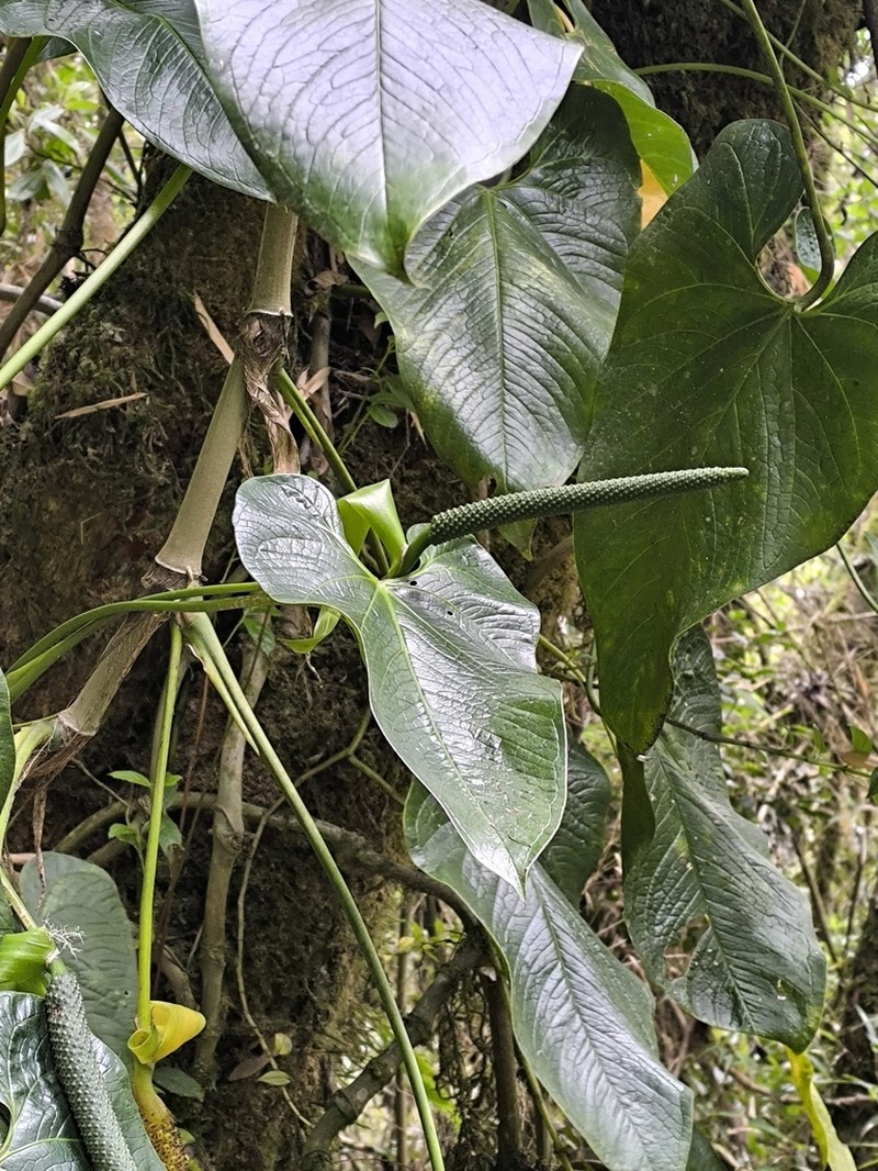 Anthurium nigrescens photo 2