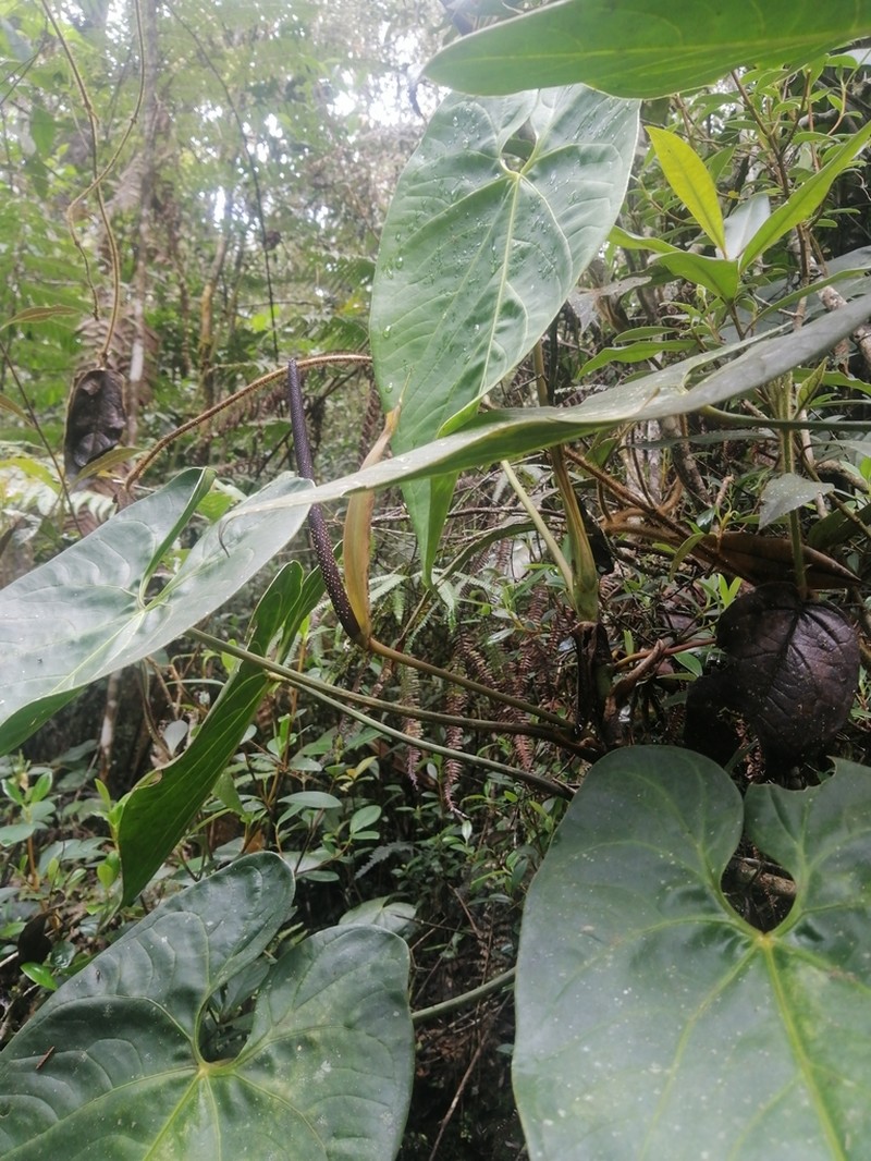 Anthurium nigrescens photo 4