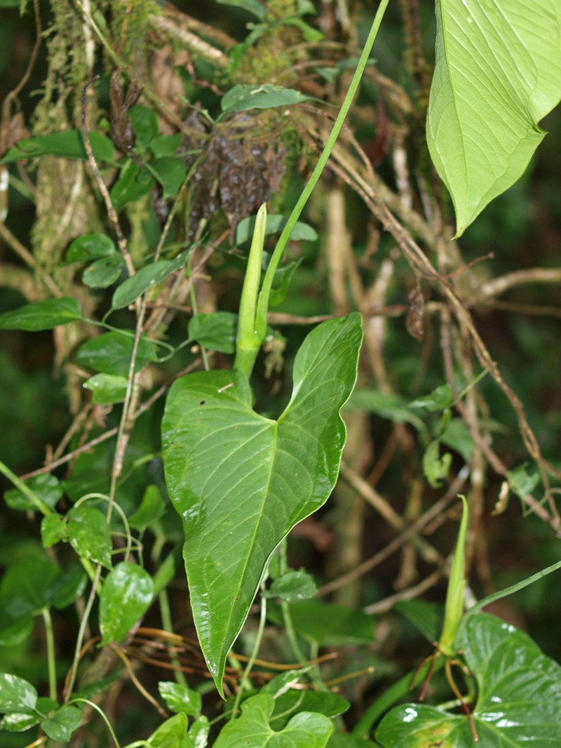 Anthurium nigrescens photo 5