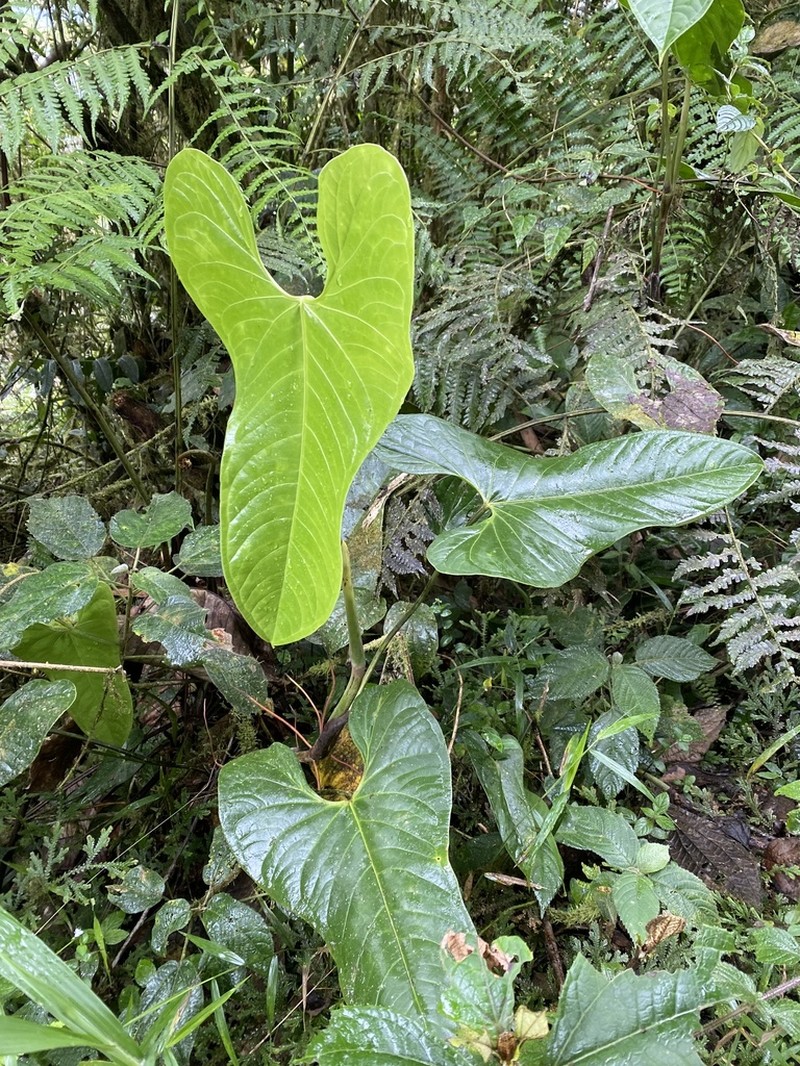 Anthurium nigrescens photo 6