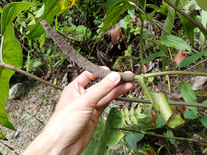 Anthurium nigrescens photo 7