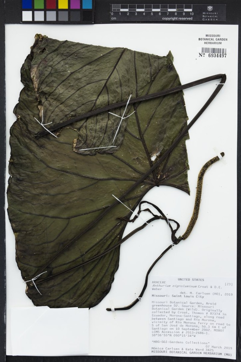 Anthurium nigrolaminum
