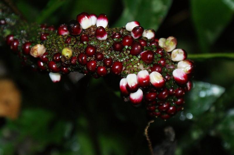 Anthurium nigrolaminum photo 3