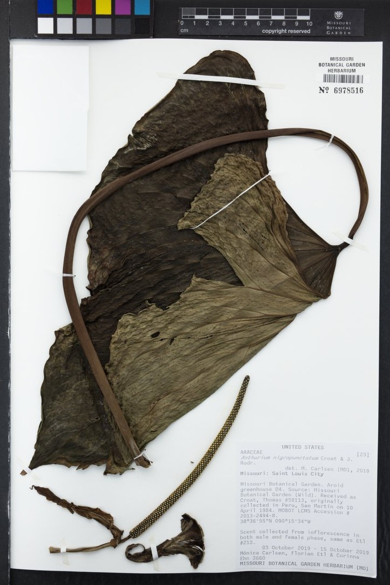 Anthurium nigropunctatum