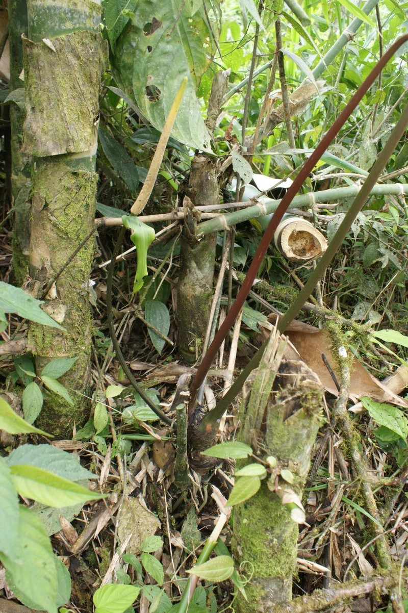 Anthurium nigropunctatum photo 2
