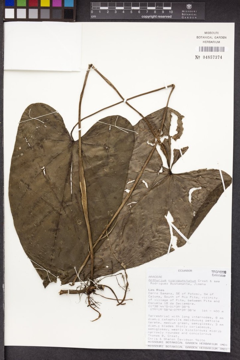 Anthurium nigropunctatum photo 3