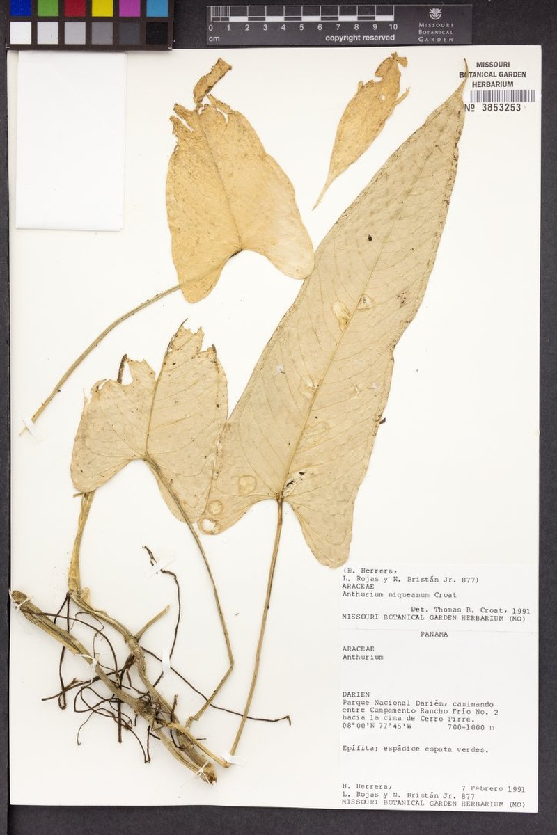 Anthurium niqueanum photo 5