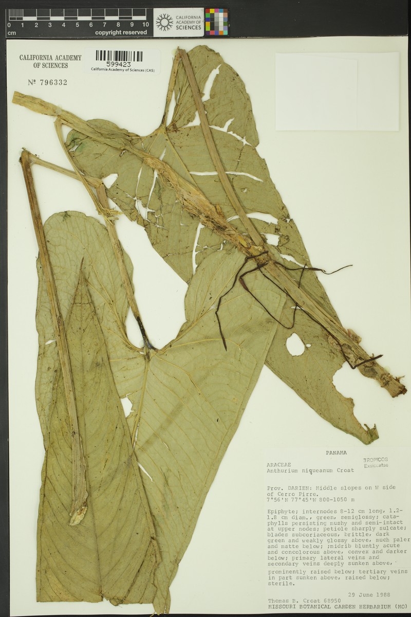 Anthurium niqueanum