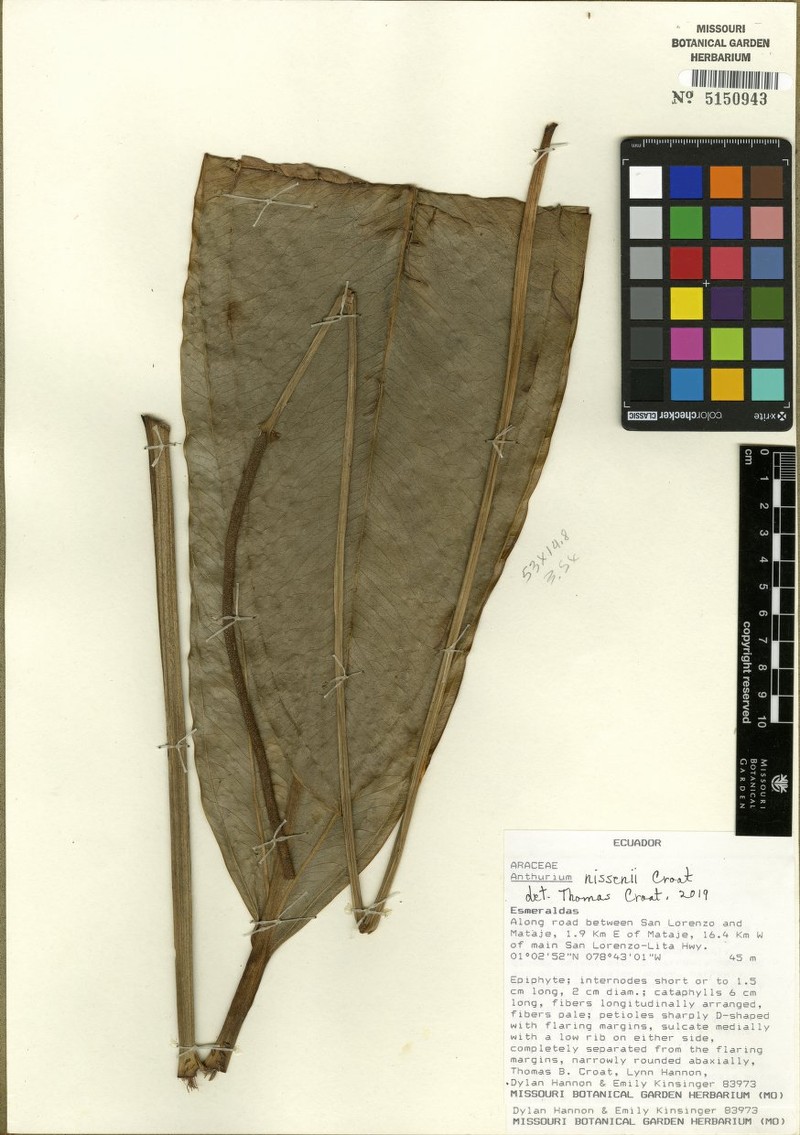 Anthurium nitens