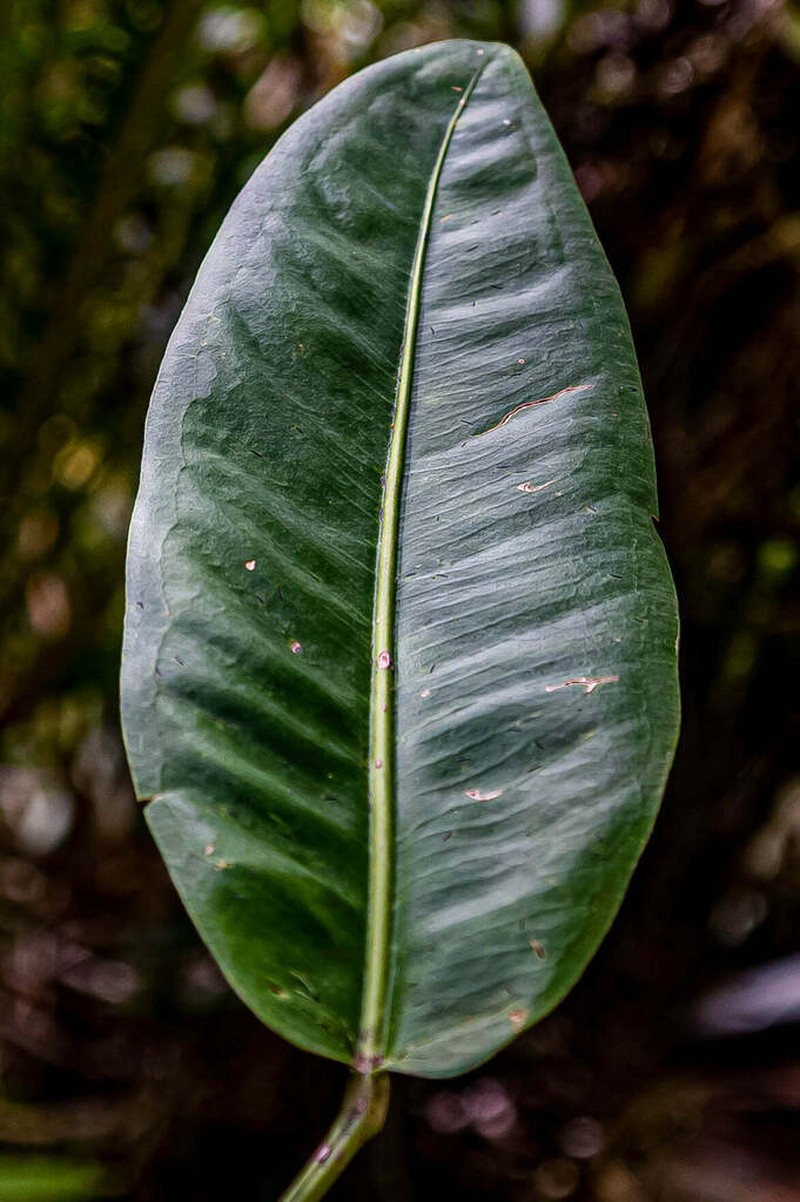 Anthurium nitidulum photo 2