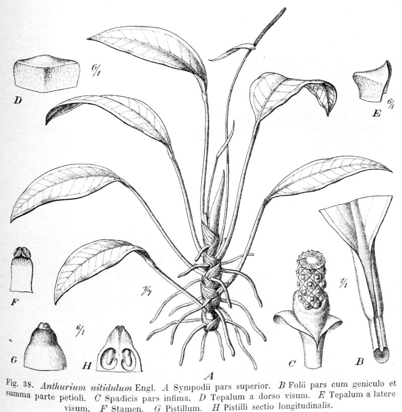 Anthurium nitidulum photo 3