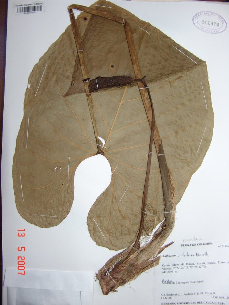 Anthurium nitidum
