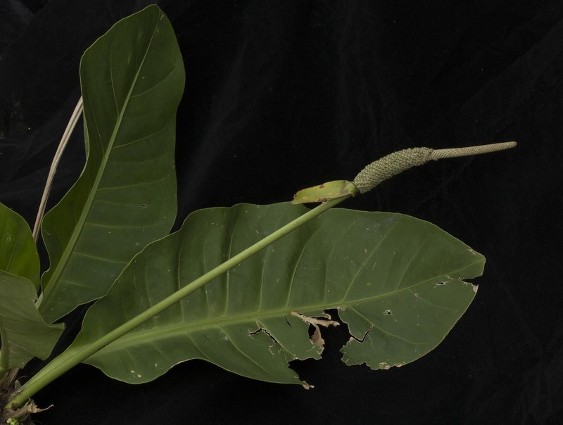 Anthurium nizandense photo 5